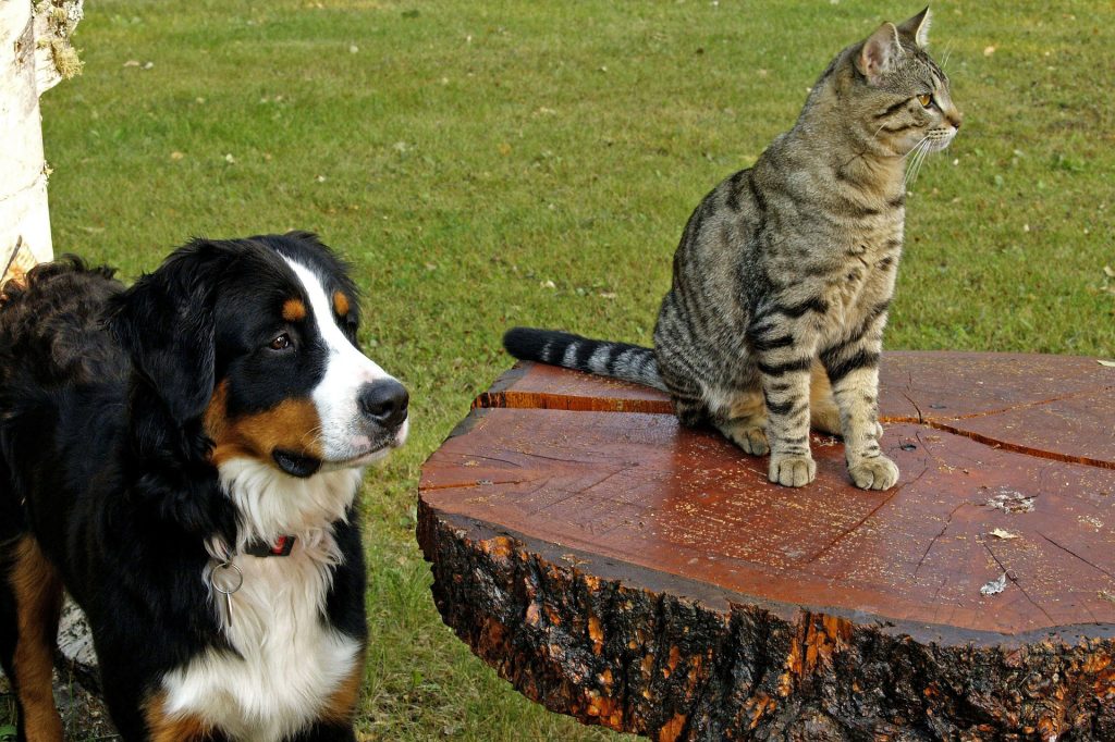 bernese-mountain-dog-111878_1920